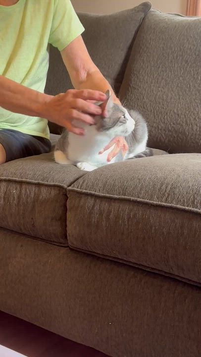 Enlarge Milo ( sweet boy), a Adopted Domestic Short Hair in Staten island, NY video 4/4