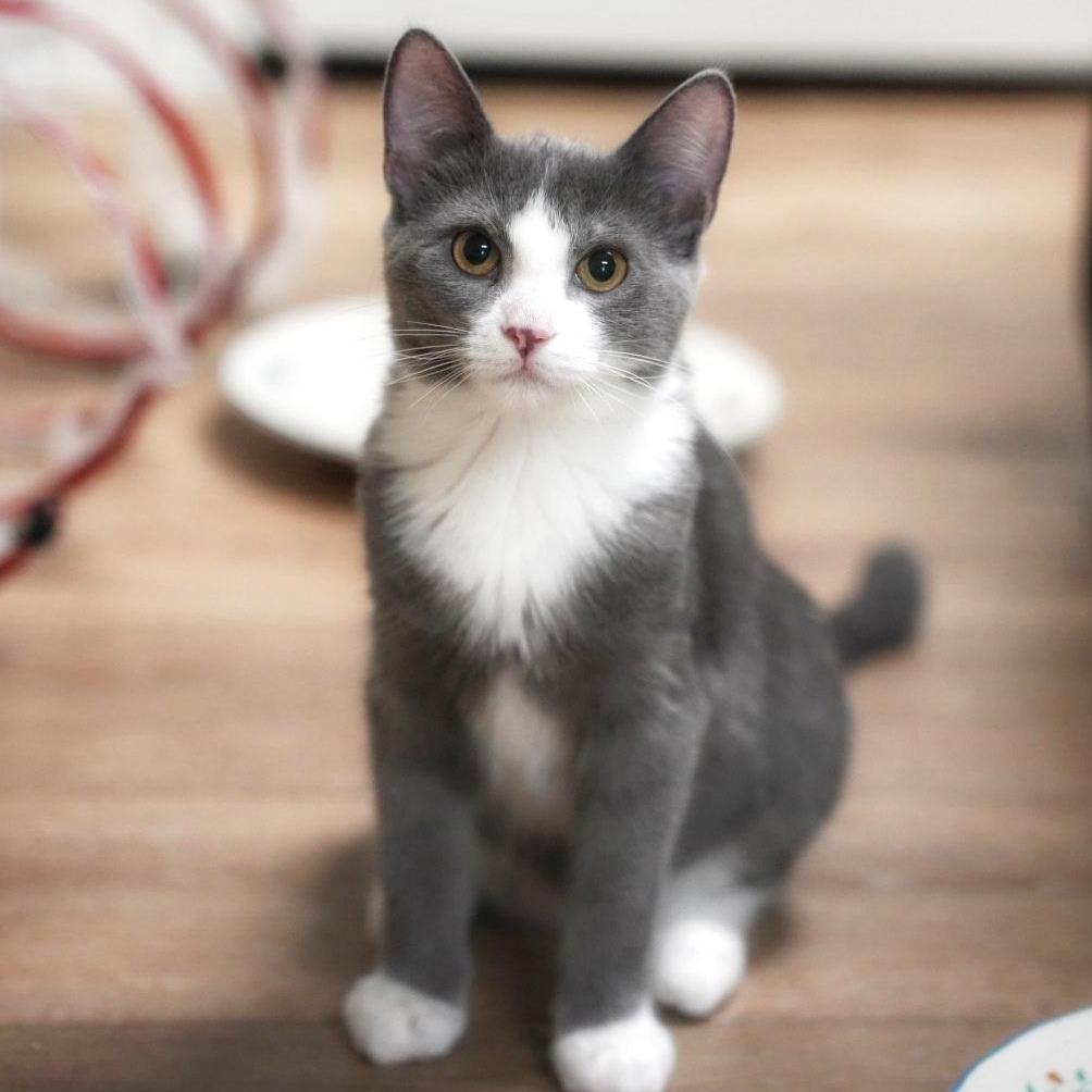 Enlarge Oberon, a Adoptable Domestic Short Hair in St. Louis, MO image 1/3