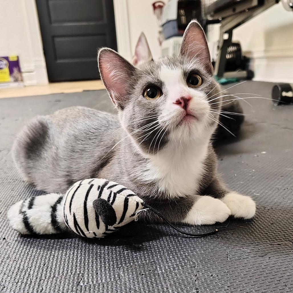 Enlarge Oberon, a Adoptable Domestic Short Hair in St. Louis, MO image 2/3