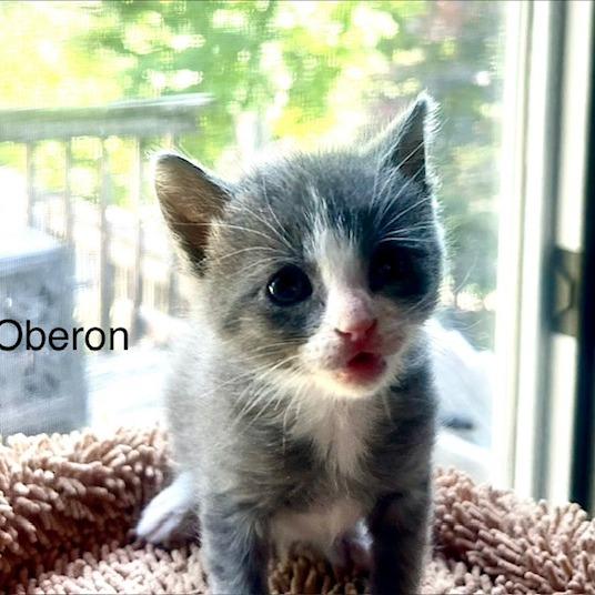 Enlarge Oberon, a Adoptable Domestic Short Hair in St. Louis, MO image 3/3