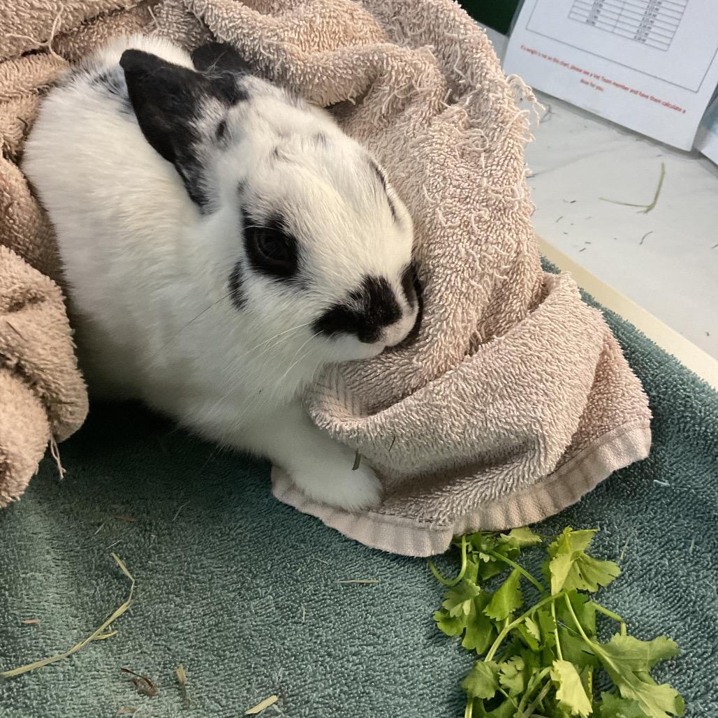 Enlarge Bunjamin, a Adoptable American in Tacoma, WA image 1/1