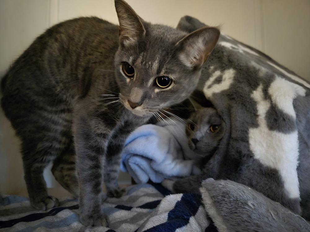 Enlarge Bruce, a Adoptable American Shorthair in Skippack, PA image 1/3