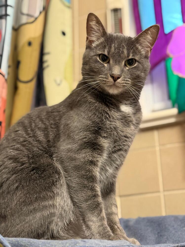 Enlarge Bruce, a Adoptable American Shorthair in Skippack, PA image 2/3