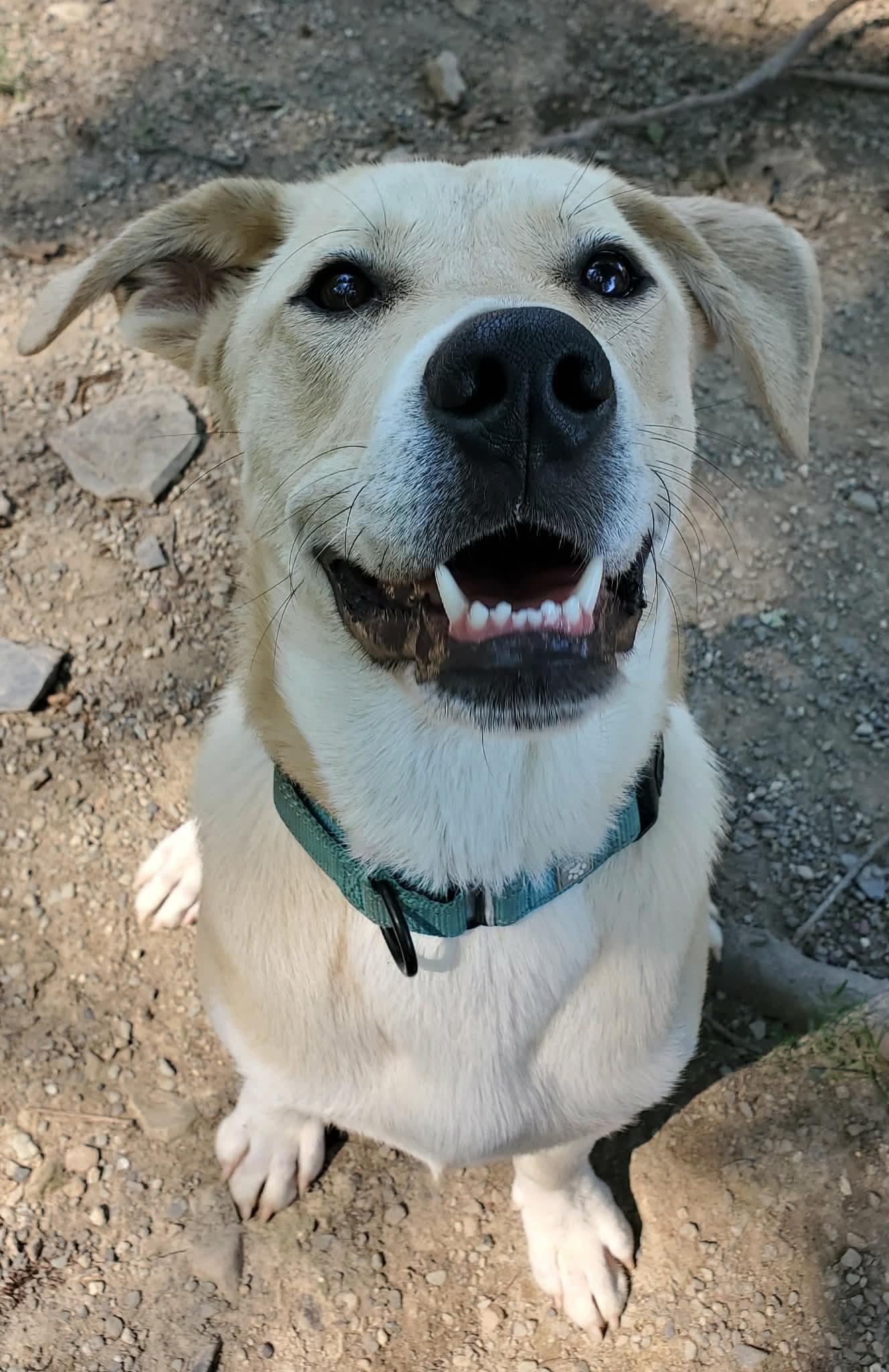 Enlarge Tommy , a Adoptable mixed breed in Argyle, NY image 6/6