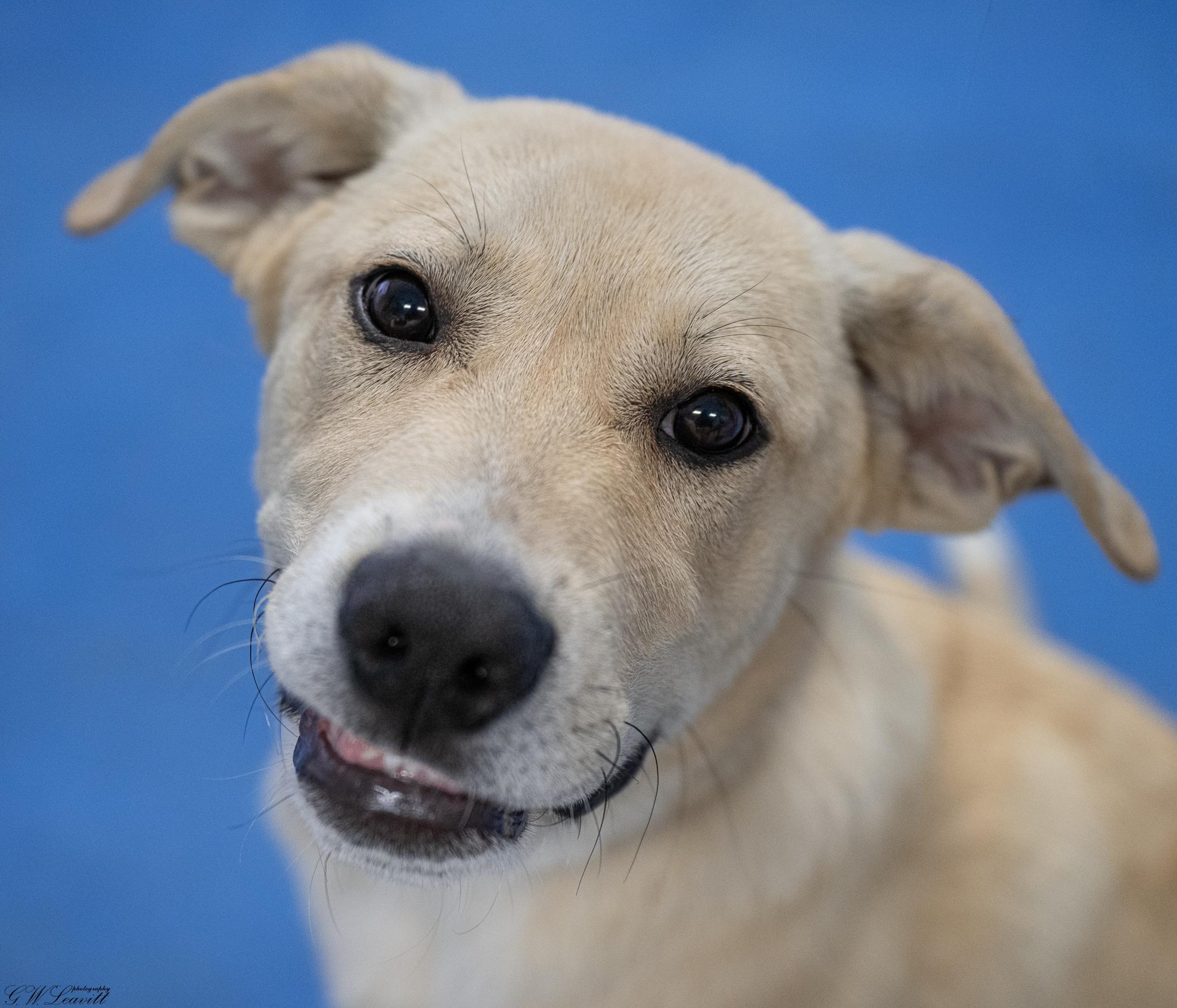 Tommy , a Adoptable mixed breed in Argyle, NY image 3/6