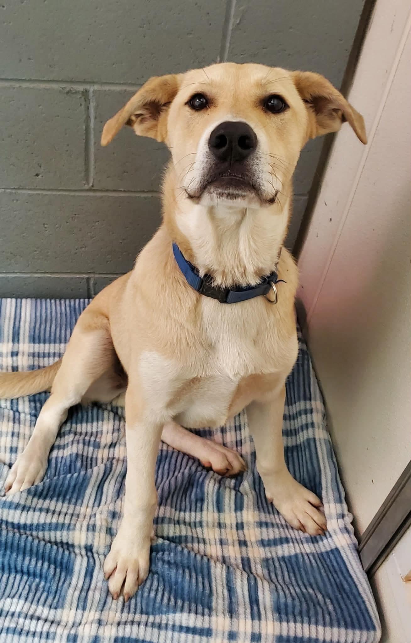 Enlarge Tommy , a Adoptable mixed breed in Argyle, NY image 4/6