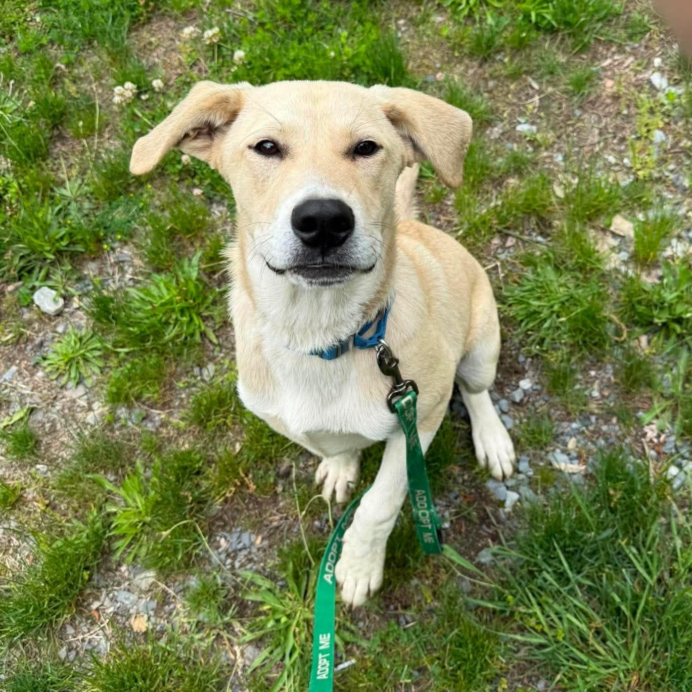 Tommy , Adoptable, Puppy Male Labrador Retriever.