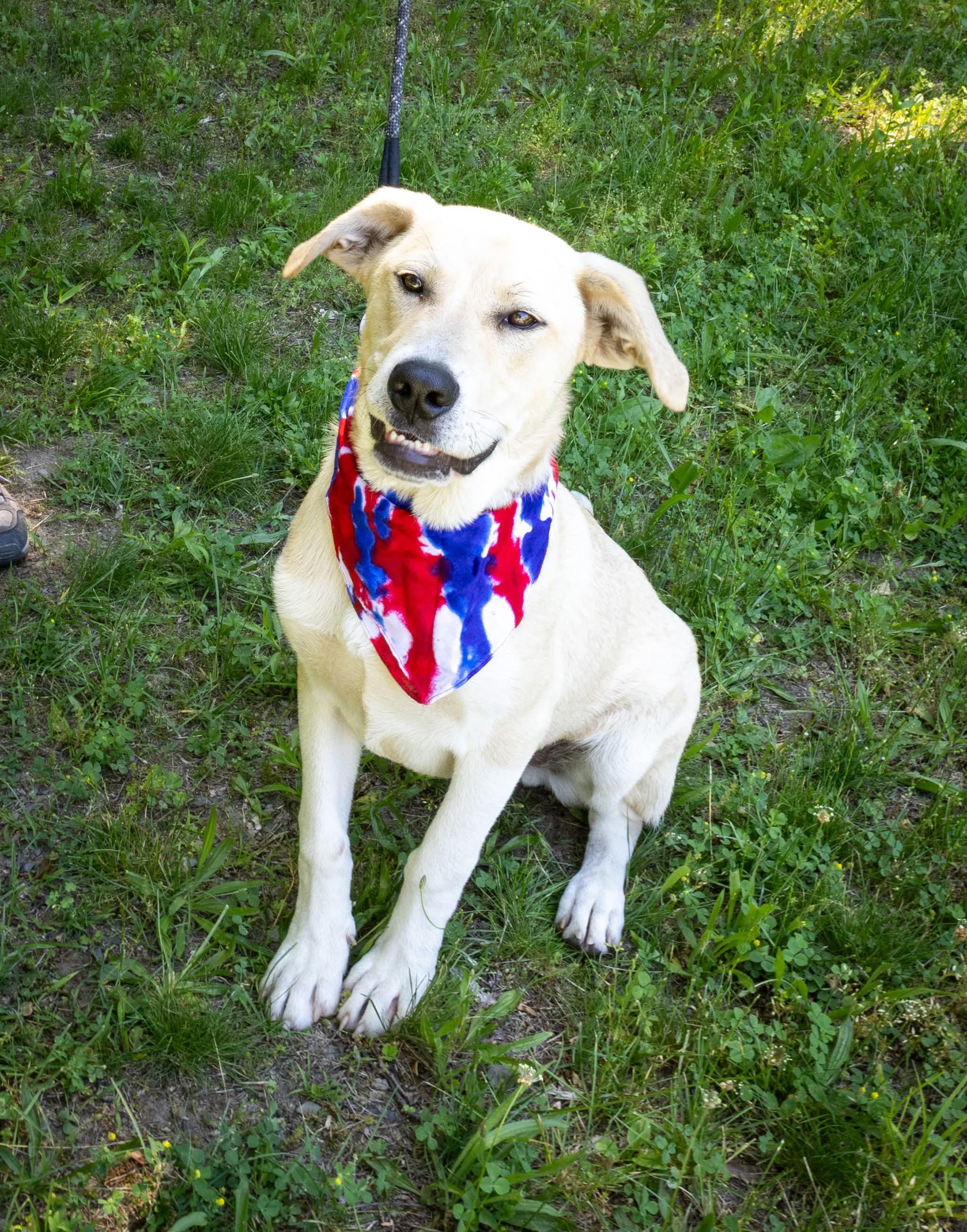 Enlarge Tommy , a Adoptable mixed breed in Argyle, NY image 2/6