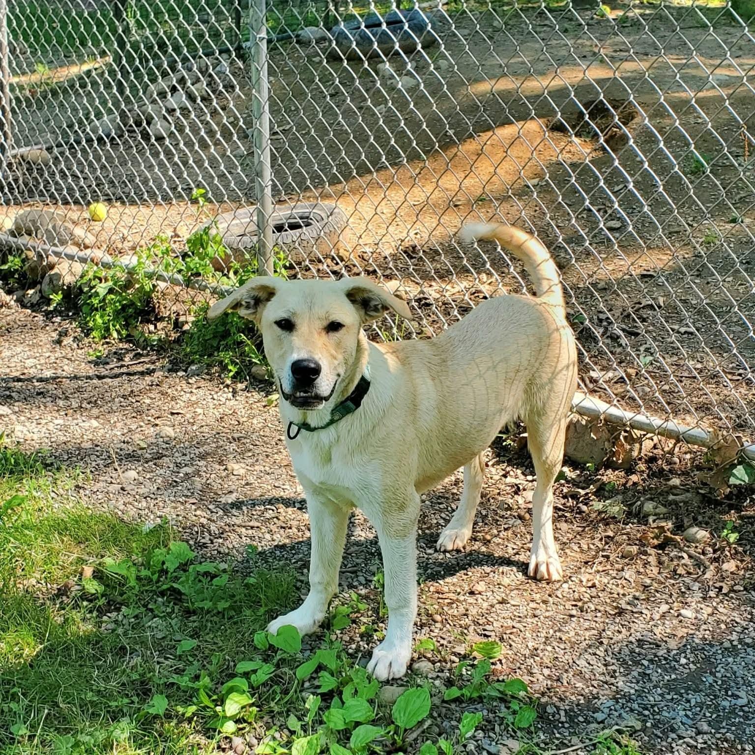 Tommy , Adoptable, Puppy Male Labrador Retriever.