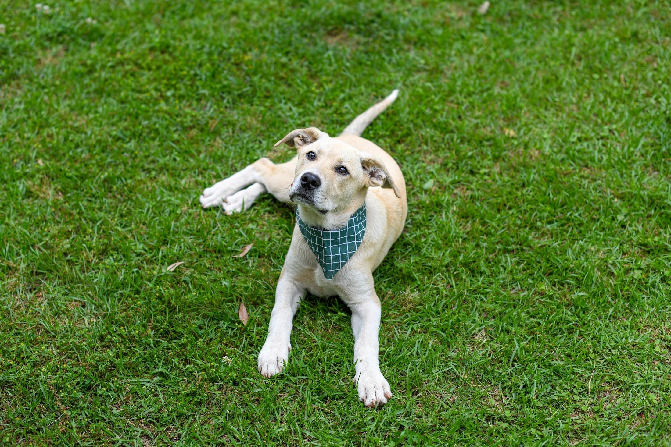 Tommy , a Adoptable mixed breed in Argyle, NY image 2/6