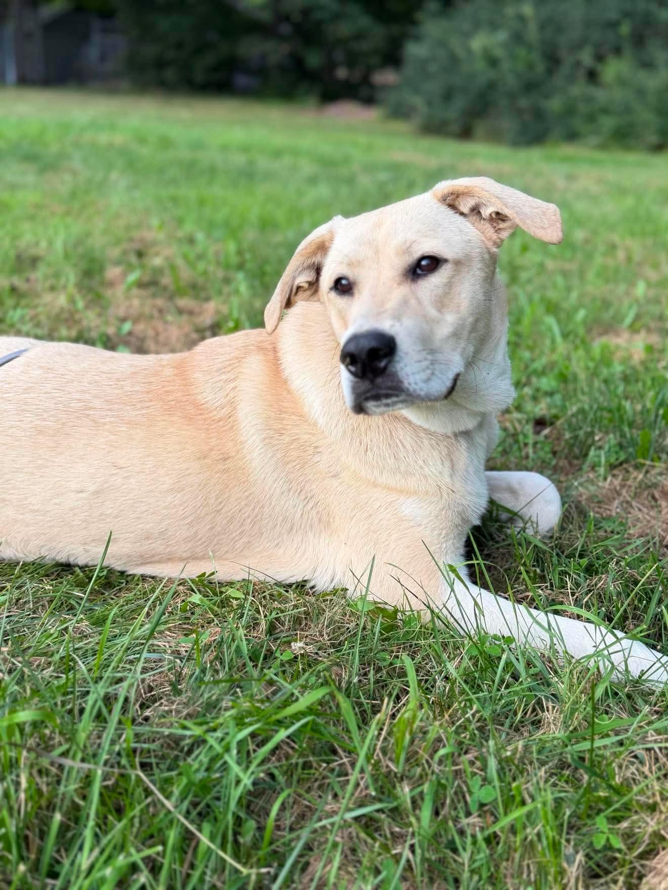 Tommy , a Adoptable mixed breed in Argyle, NY image 1/6