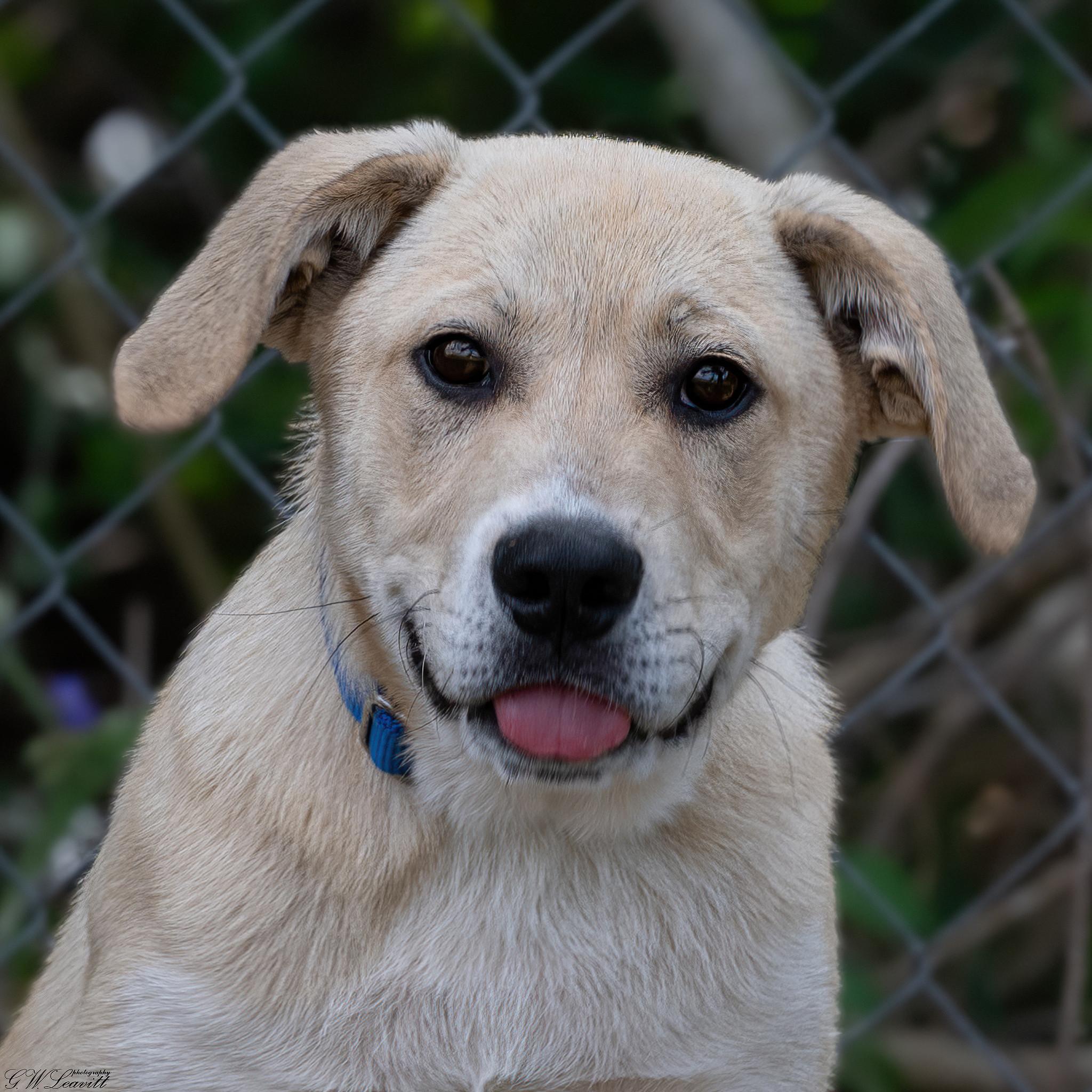 Tommy , a Adoptable mixed breed in Argyle, NY image 4/6