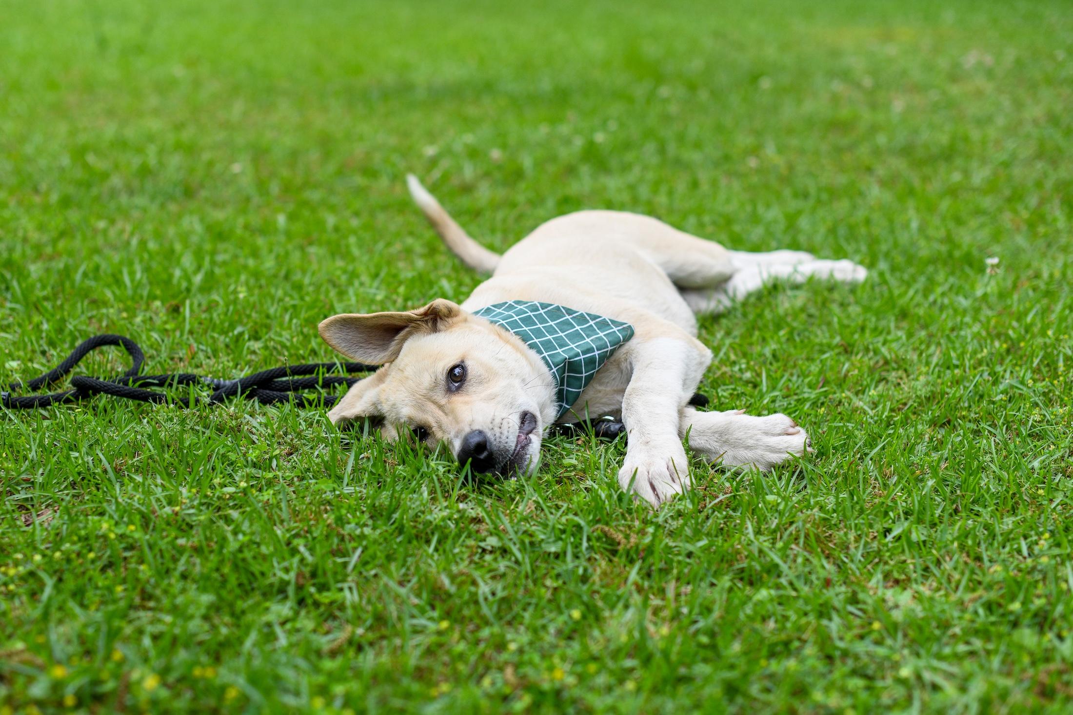 Tommy , a Adoptable mixed breed in Argyle, NY image 5/6