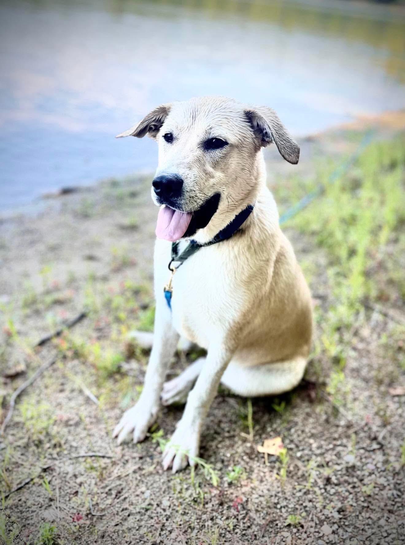 Tommy , a Adoptable mixed breed in Argyle, NY image 6/6