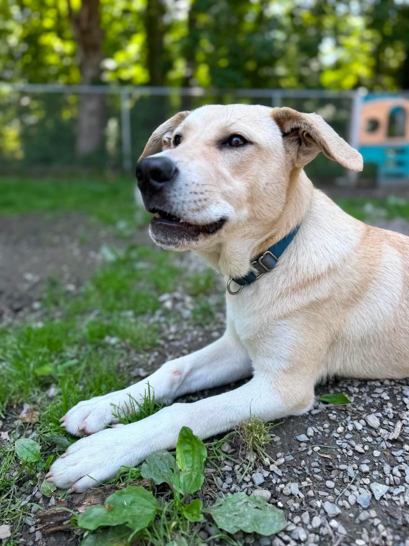 Enlarge Tommy , a Adoptable mixed breed in Argyle, NY image 3/6