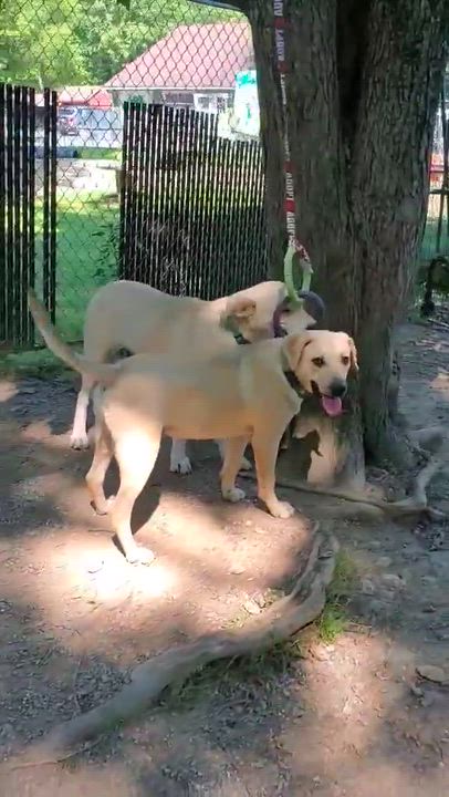 Enlarge Tommy , a Adoptable mixed breed in Argyle, NY video 5/6