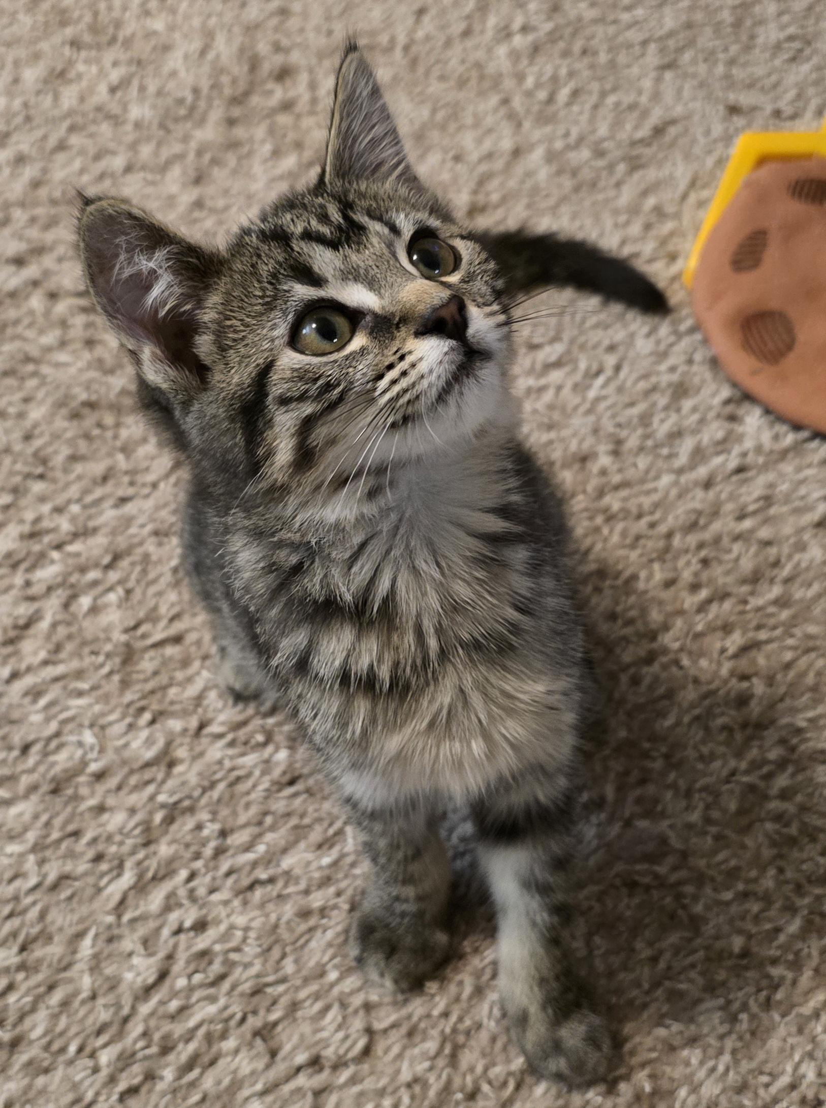 Amana, an adopted Domestic Short Hair in Lynnwood, WA image 2/2
