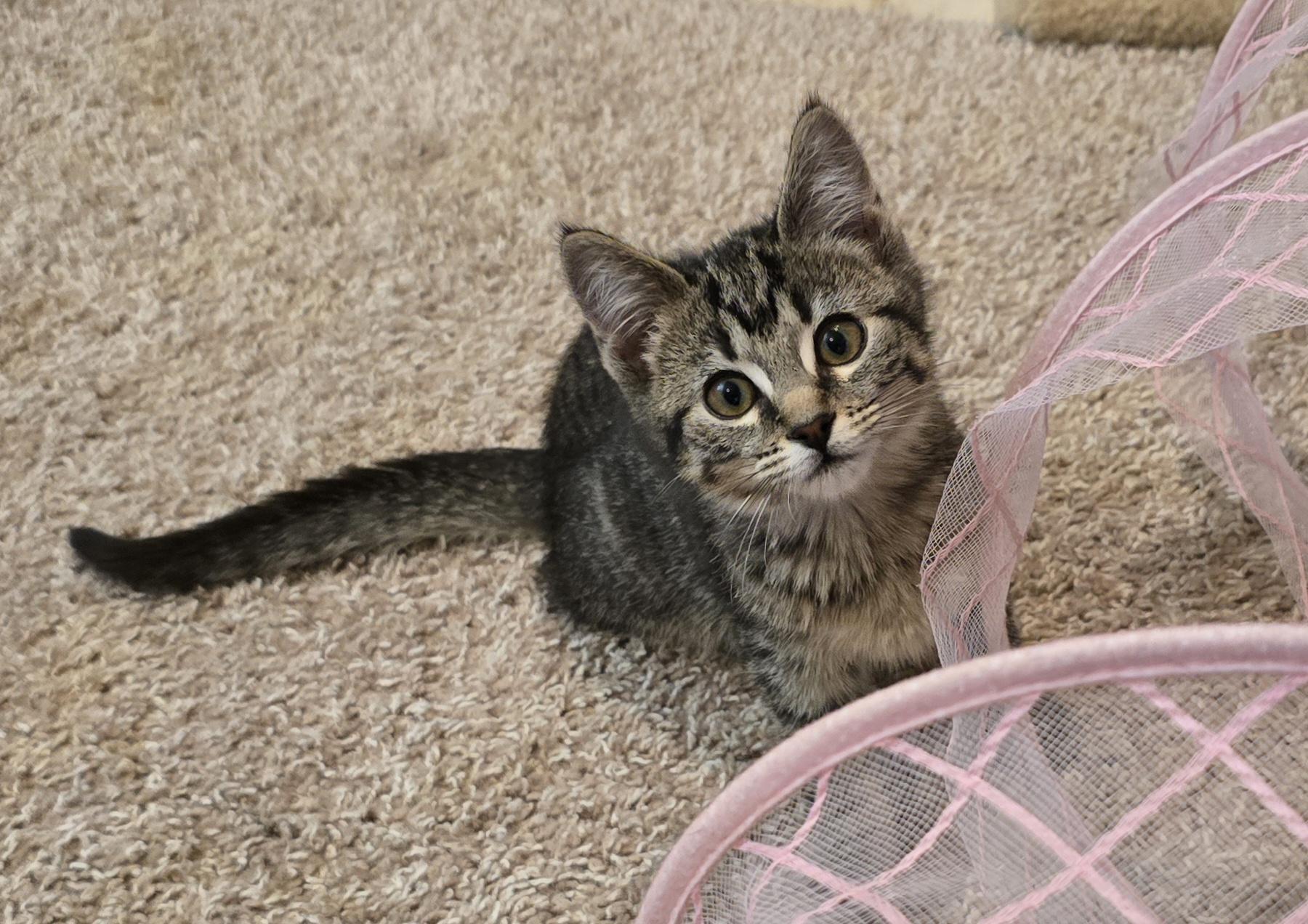 Amana, adopted, Kitten Female Domestic Short Hair.