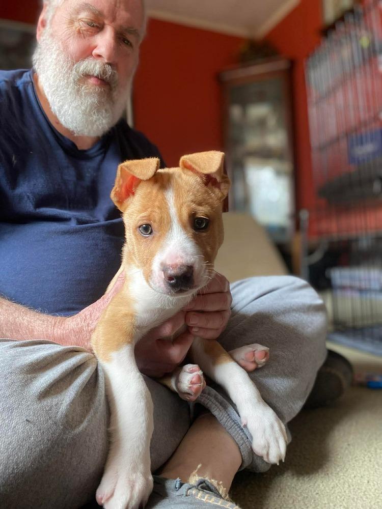 Edelman, Adoptable, Puppy Male Terrier & Mixed Breed.