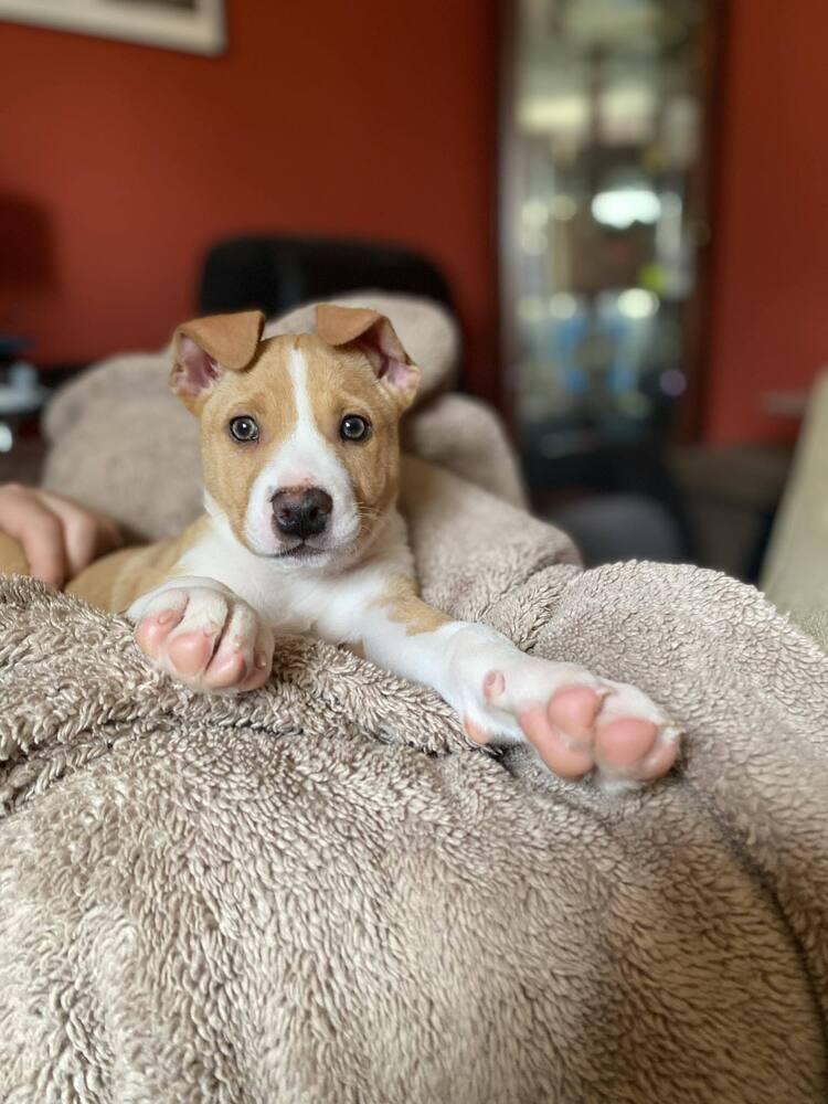 Enlarge Edelman, a Adoptable mixed breed in Saugus, MA image 1/6
