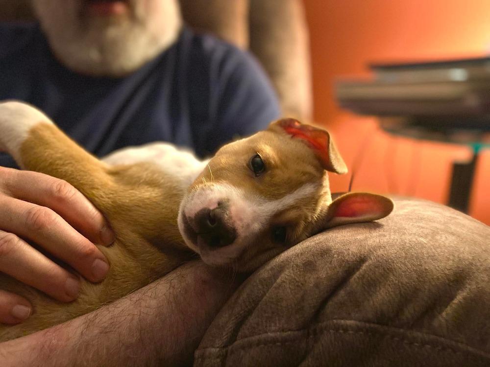 Enlarge Edelman, a Adoptable mixed breed in Saugus, MA image 2/6