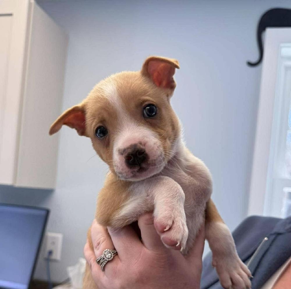 Enlarge Edelman, a Adoptable mixed breed in Saugus, MA image 3/6