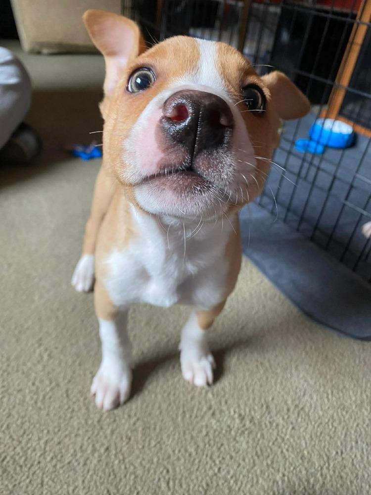 Enlarge Edelman, a Adoptable mixed breed in Saugus, MA image 4/6