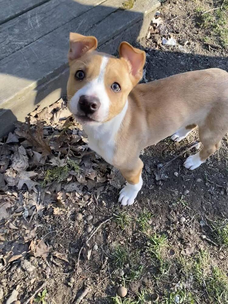 Enlarge Edelman, a Adoptable mixed breed in Saugus, MA image 3/6