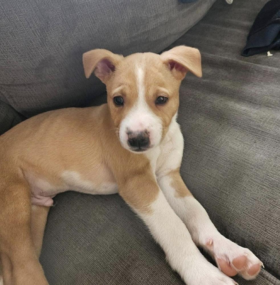 Edelman — thumbnail 4