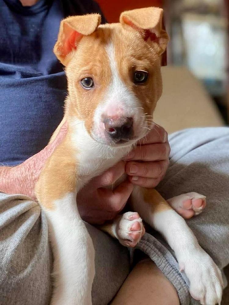 Enlarge Edelman, a Adoptable mixed breed in Saugus, MA image 5/6