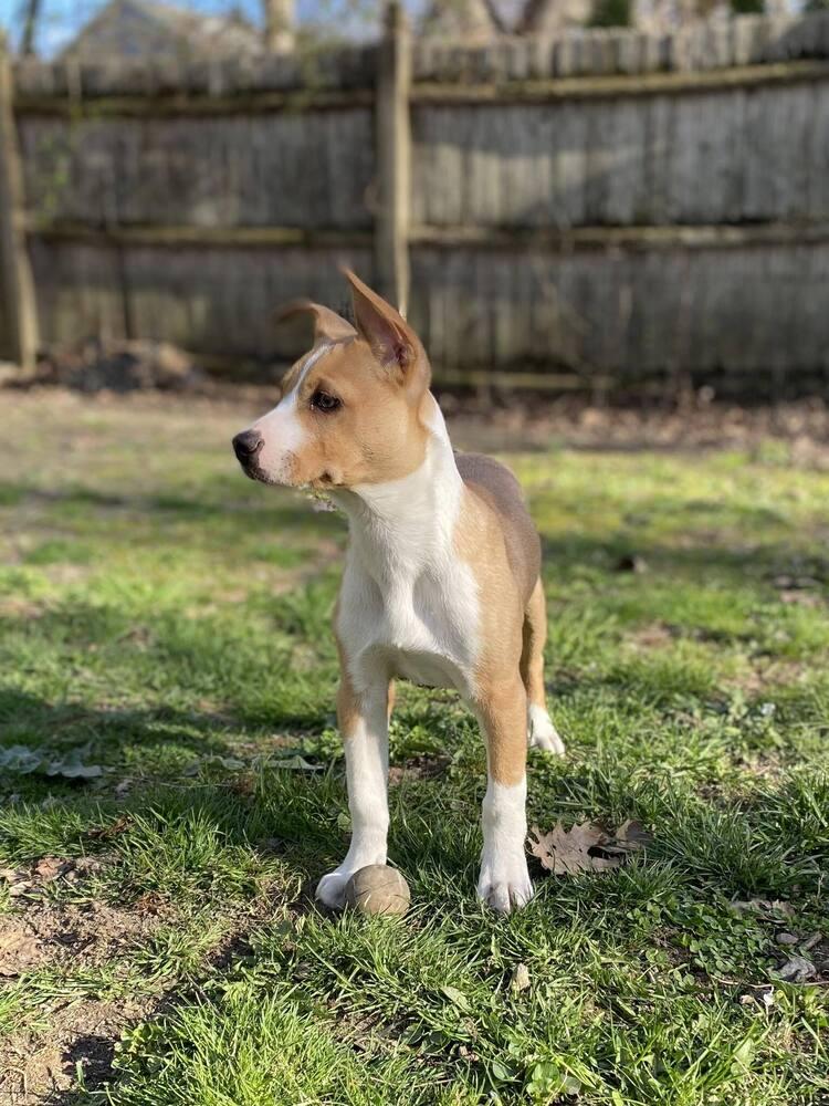 Enlarge Edelman, a Adoptable mixed breed in Saugus, MA image 5/6