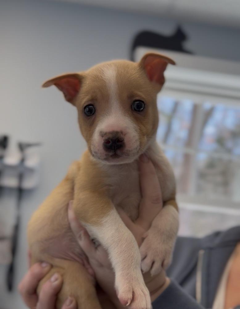 Edelman — thumbnail 5