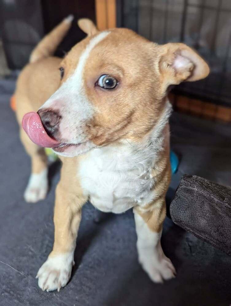 Enlarge Edelman, a Adoptable mixed breed in Saugus, MA image 6/6