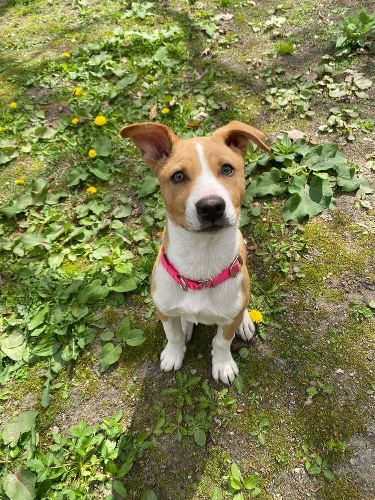 Enlarge Edelman, a Adoptable mixed breed in Saugus, MA image 6/6