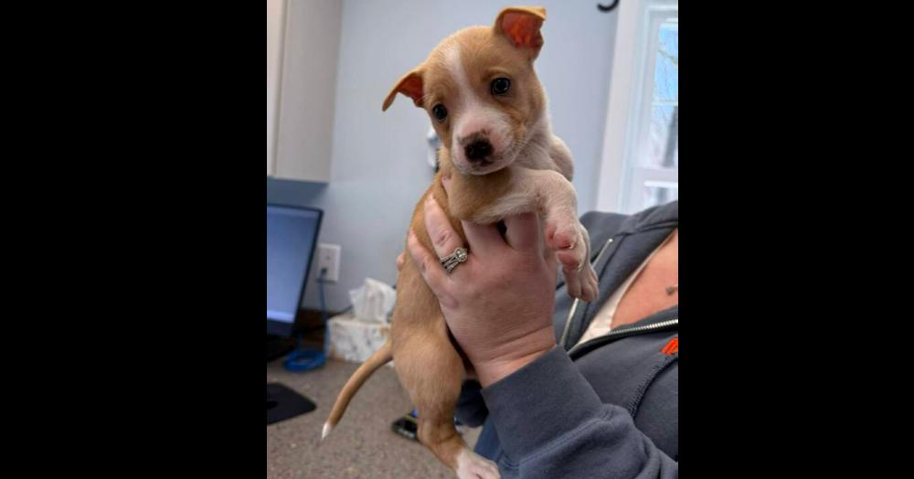 Edelman — thumbnail 6