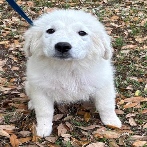 Aspen, adoptable, Young Female Great Pyrenees.