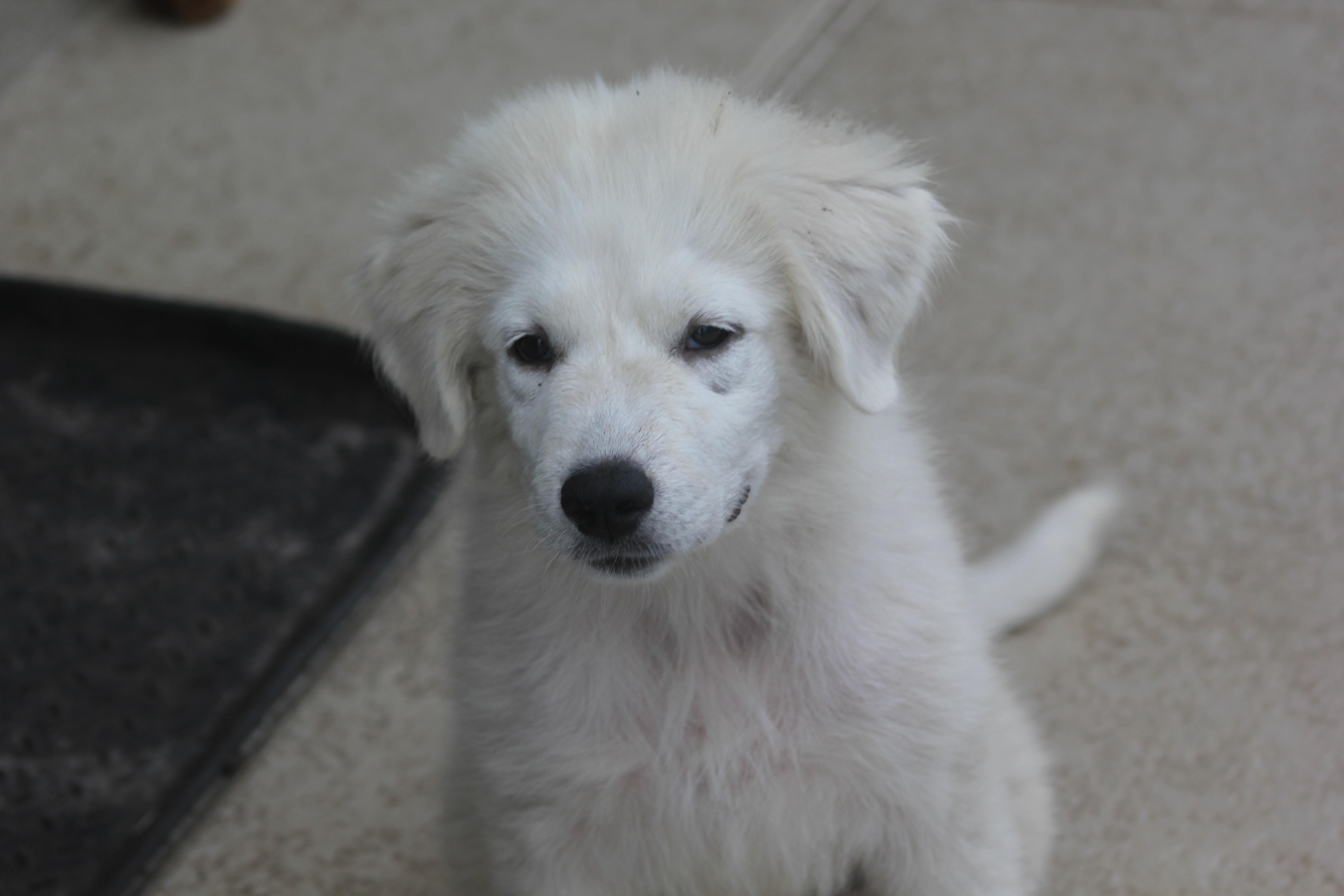 Enlarge Aspen, an adoptable Great Pyrenees in Orlando, FL image 2/3