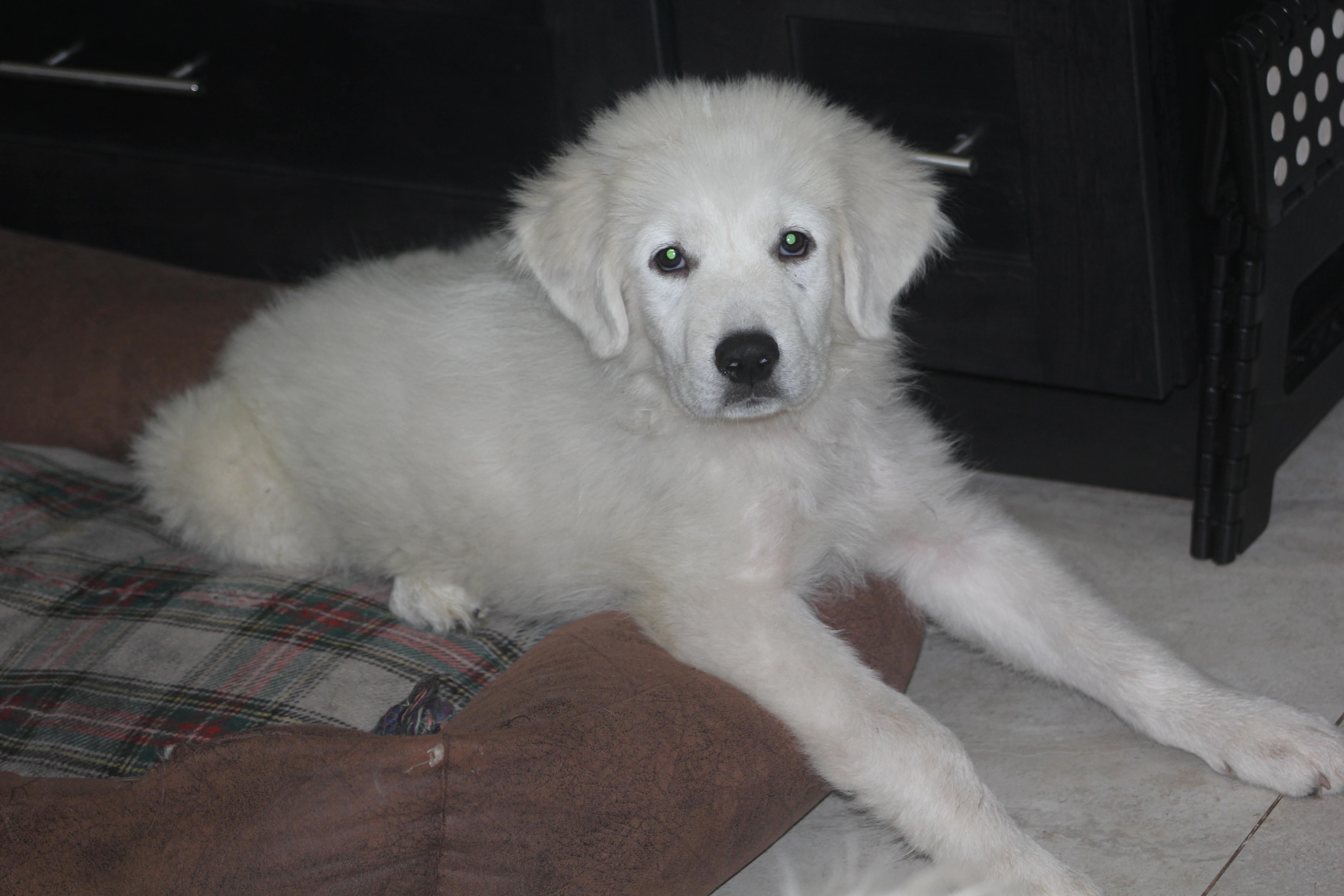 Enlarge Aspen, an adoptable Great Pyrenees in Orlando, FL image 3/3