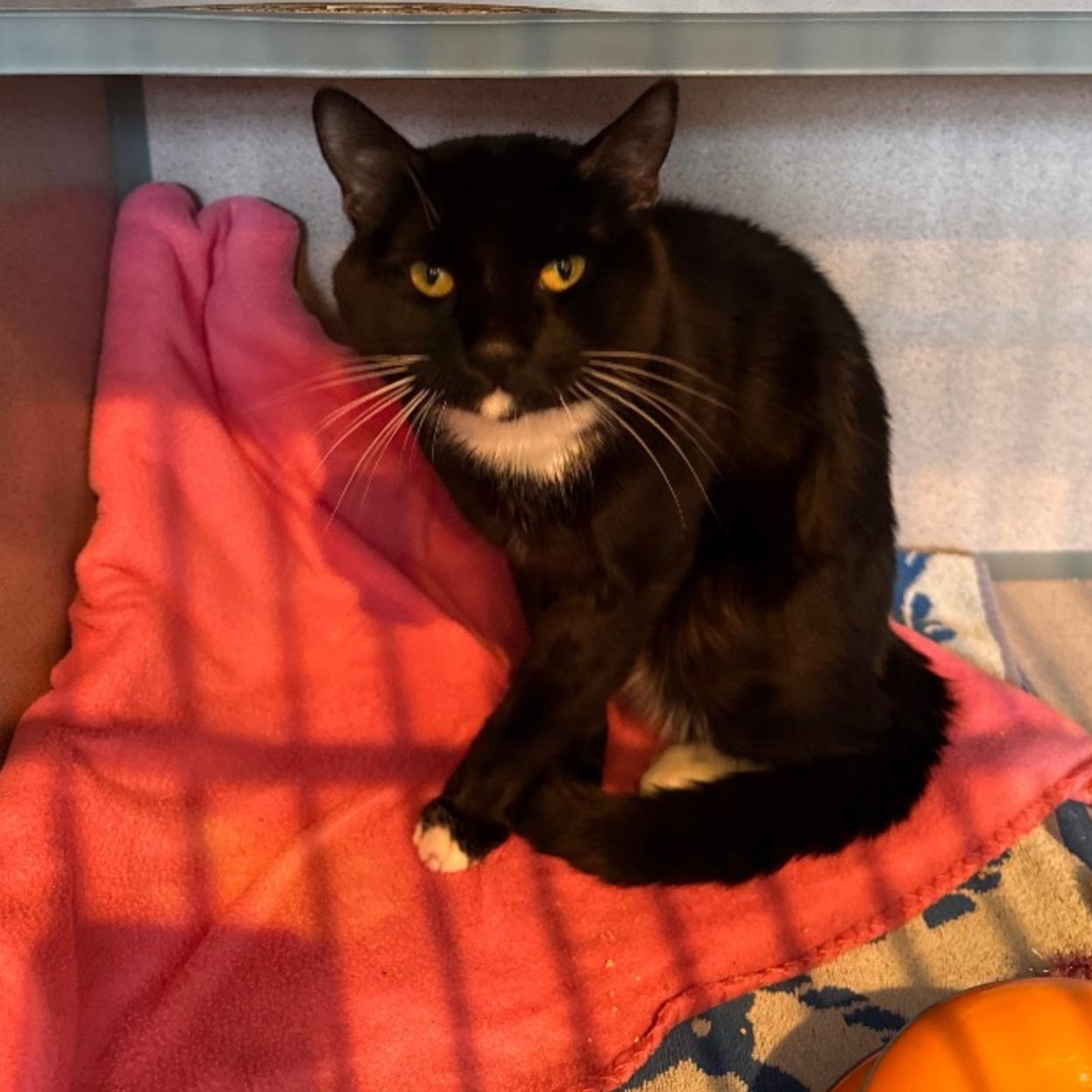 Mauricio, adopted, Young Male Domestic Short Hair.