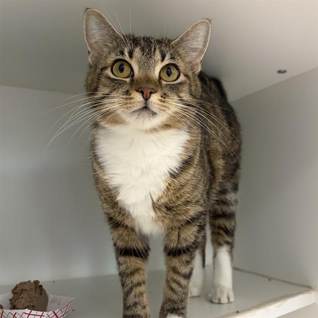 LEIA, Adoptable, Young Female Domestic Short Hair.