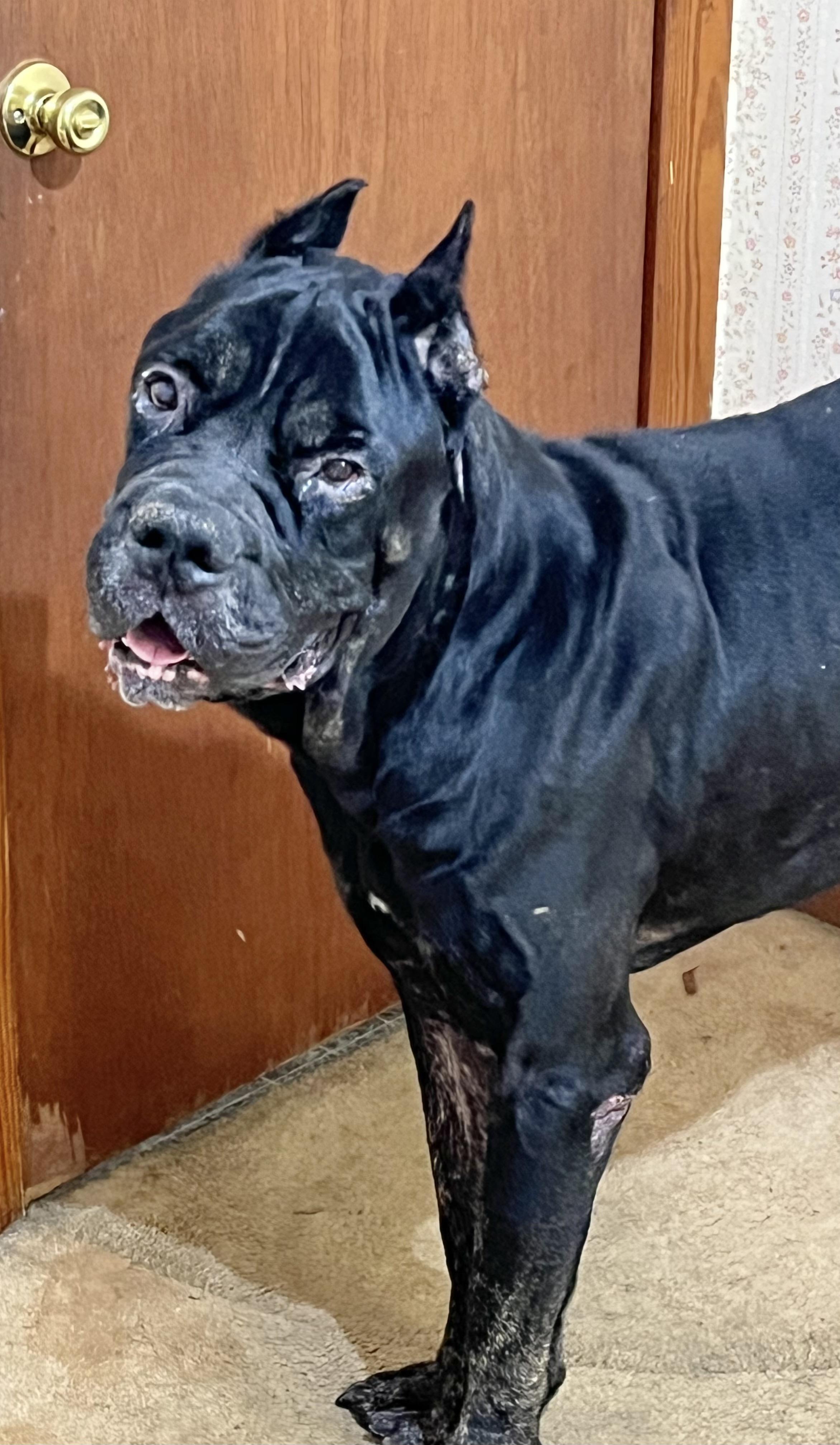 Stu, an adopted Cane Corso in Clarkesville, GA image 3/6