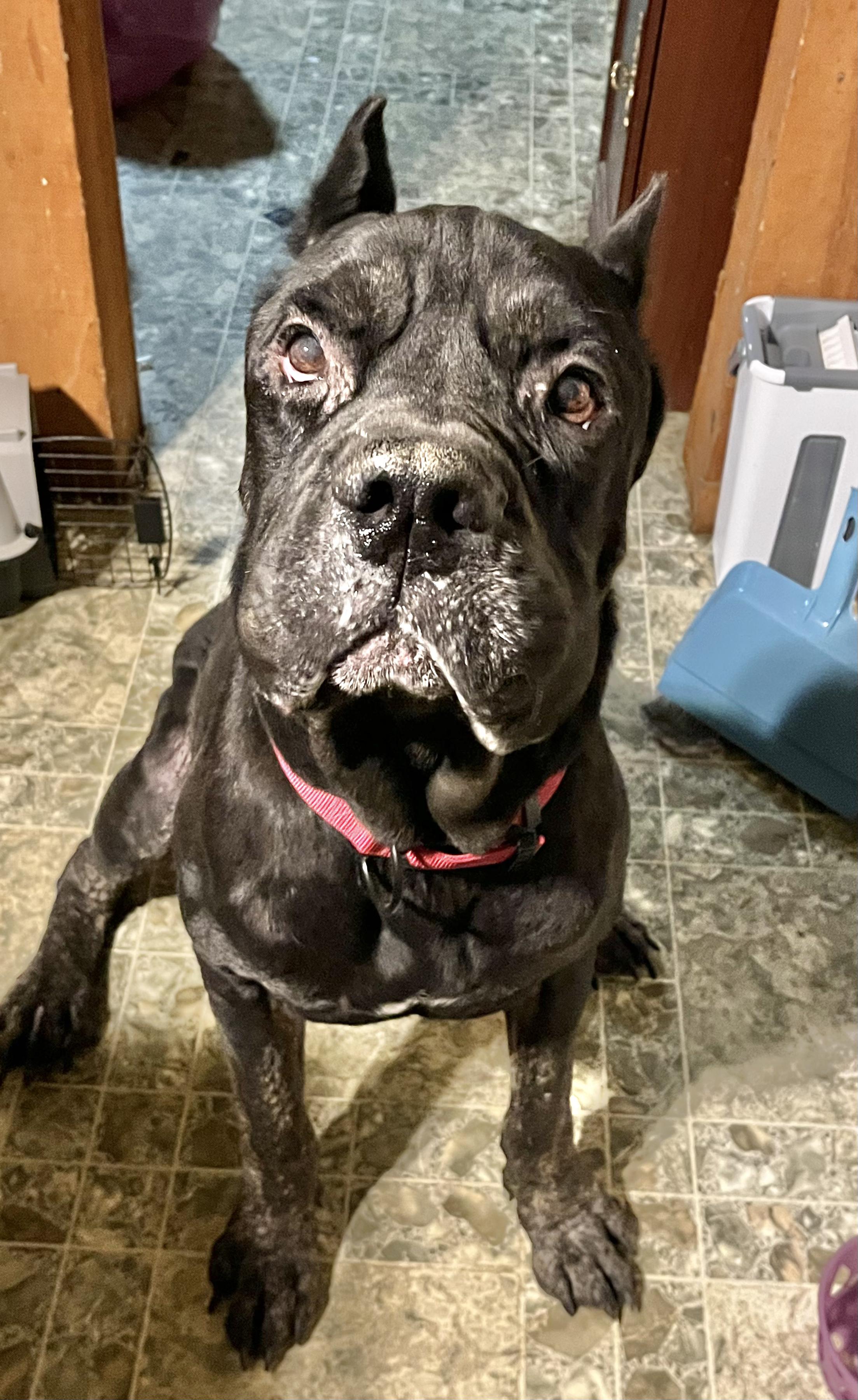 Stu, an adopted Cane Corso in Clarkesville, GA image 4/6