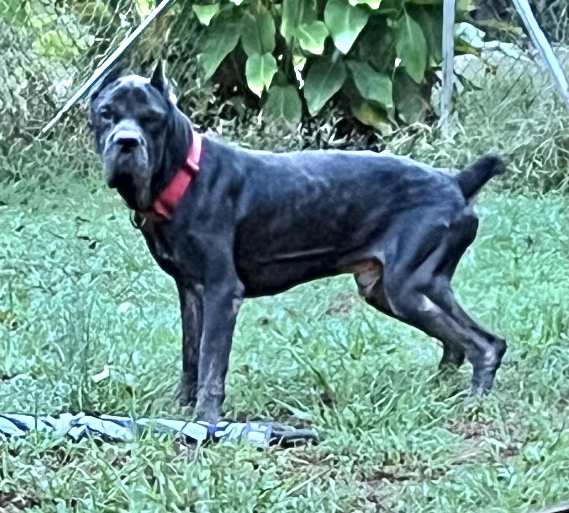 Stu, an adopted Cane Corso in Clarkesville, GA image 2/6