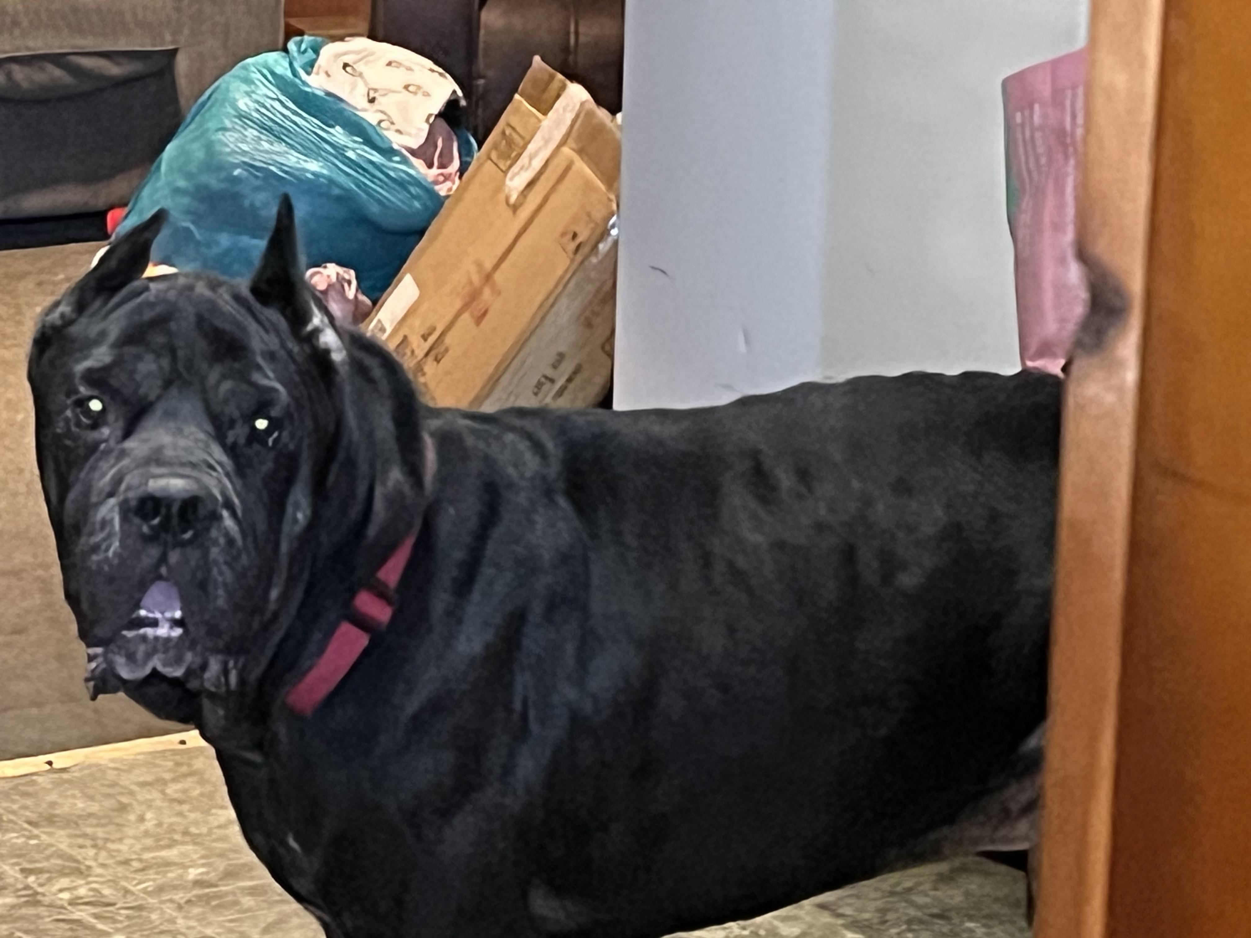 Stu, adopted, Senior Male Cane Corso.