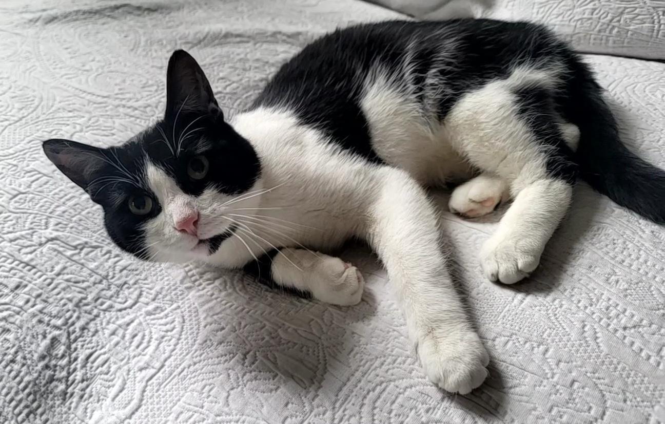 Enlarge Thor, an adopted Domestic Short Hair in Saint Paul, MN image 2/3