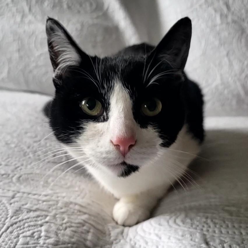 Enlarge Thor, an adopted Domestic Short Hair in Saint Paul, MN image 3/3