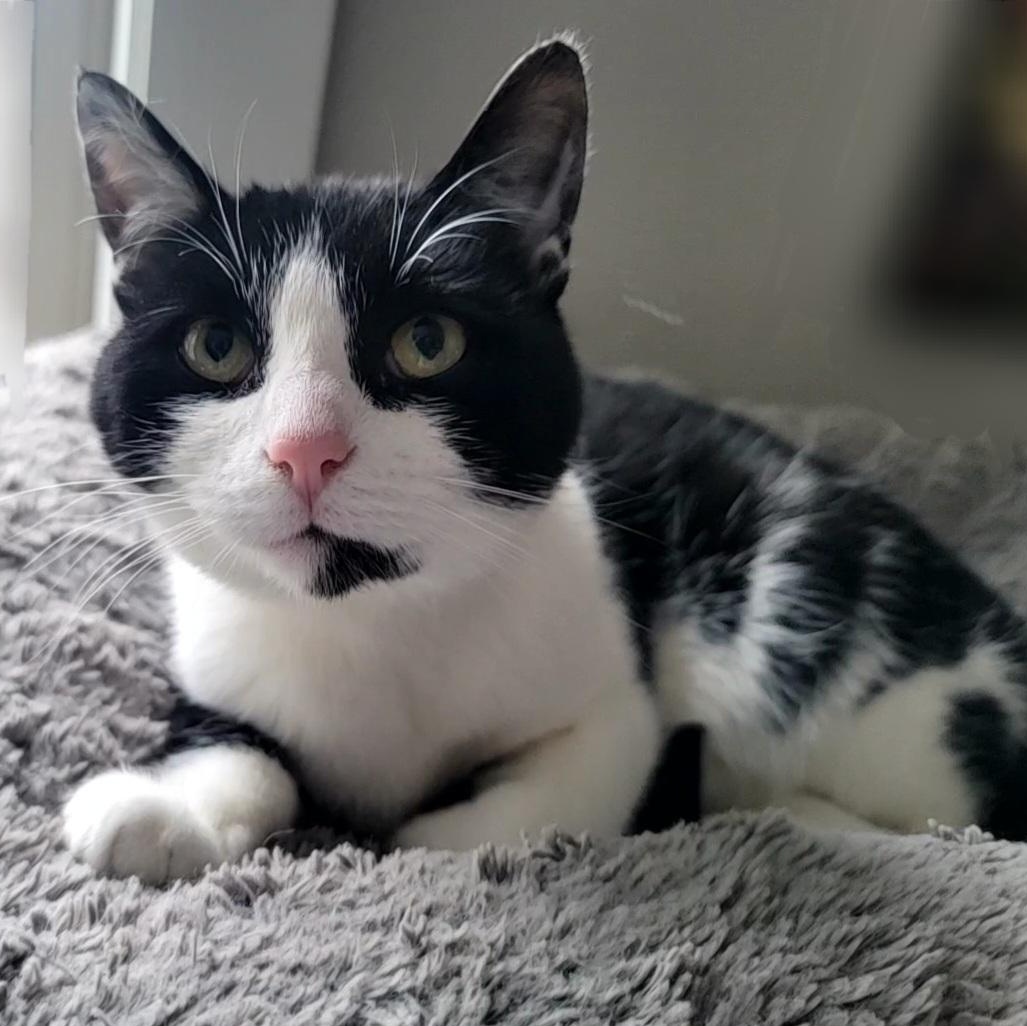 Enlarge Thor, an adopted Domestic Short Hair in Saint Paul, MN image 1/3