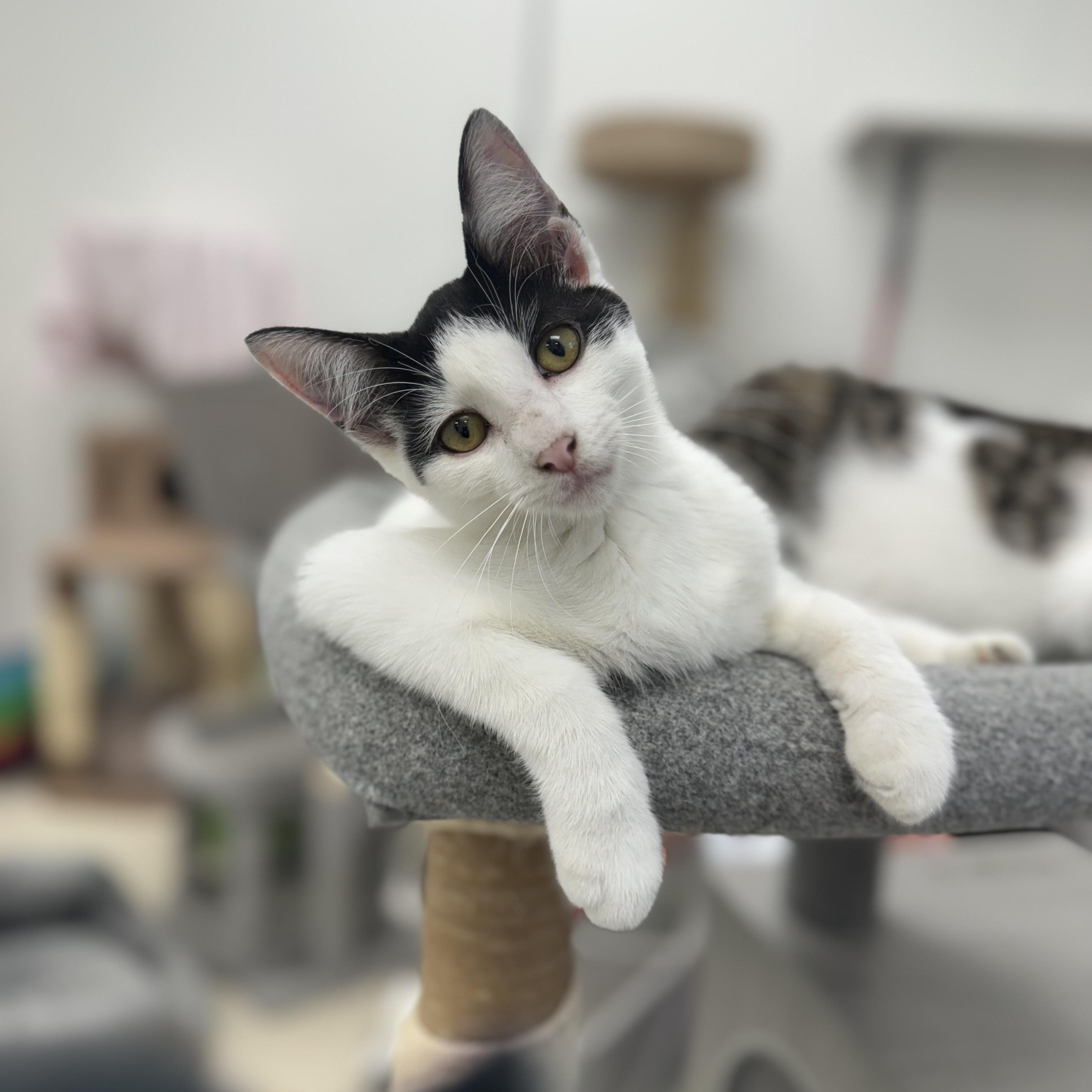 Louie *, Baby Male Domestic Short Hair