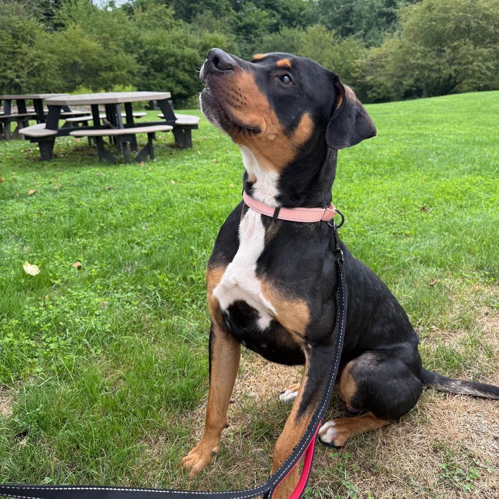 Cornbread, a Adoptable mixed breed in Novelty, OH image 1/5