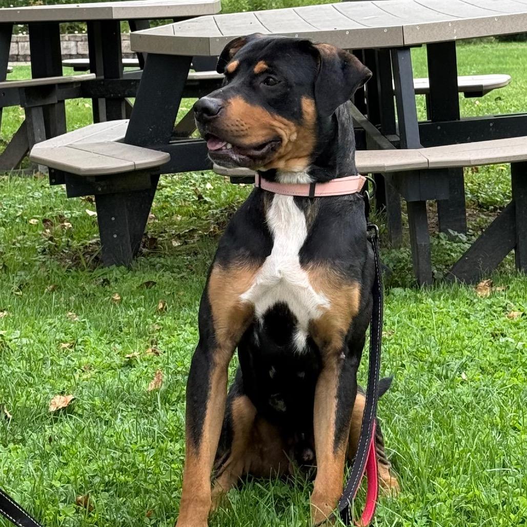 Cornbread, a Adoptable mixed breed in Novelty, OH image 2/5